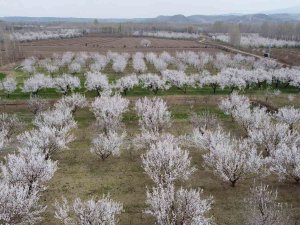 Iğdır’da Çiçek Açan Kayısı Ağaçlarından Görsel Şölen