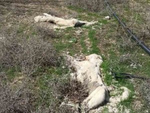 Kayseri’de Ayakları Bağlı 2 Köpek Ölüsü Bulundu