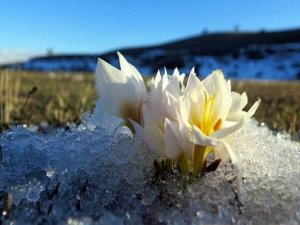Erzincan’da Baharın Müjdecisi Kardelenler Çiçek Açtı