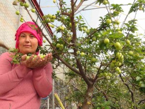 Mersin’de Erik Hasadı