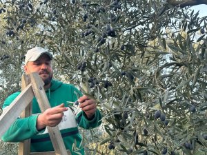 Mart Ayında Zeytin Hasadı Şaşırttı
