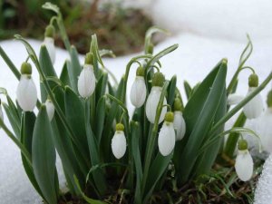 Toroslar’ın Gelinliği Kardelenler Karların Arasından Yüzünü Gösterdi