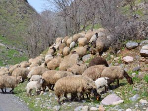 Sınırda Baharın Gelişiyle Ahırlardan Çıkarılan Hayvanlar Meraya Salındı