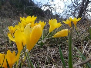 Mudurnu’da Çiğdemler Görsel Şölen Sunuyor