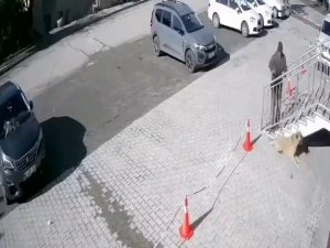 Uyuyan Köpeğe Taş Attı, O Anlar Güvenlik Kamerasına Yansıdı