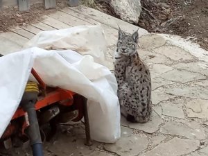 Köy Evinin Bahçesine Giren Vaşak Kameraya Takıldı