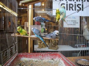 Asrın Felaketi Sonrası Ötücü Kuşlara İlgi Arttı