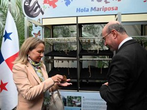 Panama’dan Gelen Kelebekler Konya Tropikal Kelebek Bahçesi’nde İlk Uçuşlarını Yaptı