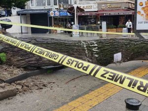 Fatih’te Çürüyen Ağaç İki Otomobilin Üzerine Devrildi