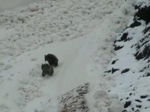 Tunceli’de Boz Ayıların Kar Keyfi