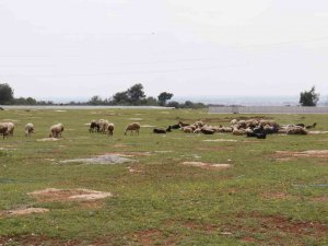 Aç Kalan Sokak Köpekleri Bir Yılda 30 Koyunu Telef Etti