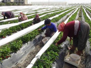 Mersin’de Açıkta Çilek Hasadı Başladı: 80 Bin Ton Ürün Bekleniyor