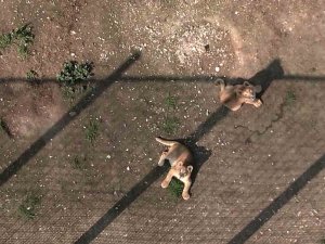 İ̇lk Defa Dron Gören Minik Aslanlar