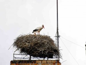 ’Baharın Müjdecisi’ Leylekler Ardahan’a Gelmeye Başladı