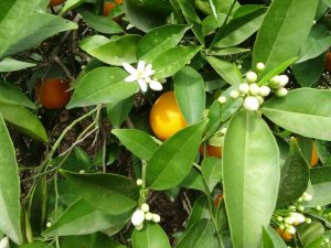 Çiçekler Açtı Tüm Bölgeyi Aynı Koku Sardı: “Adeta Parfüm Sıkılmış Gibi”