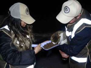 Deprem Bölgesinden Gelen Ekipler, Ayaklarının Tozuyla Sokak Canlıları İçin Sahaya İndi