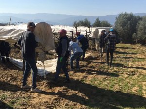 Sarıgöl’de Uyanan Üzüm Bağları Koruma Altına Alındı