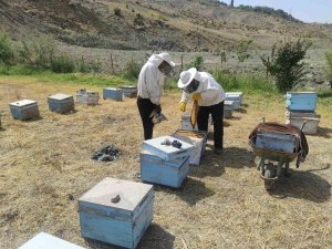 Batman’da Arıcıların Kovan Bakımı Ve Arı İlaçlama Mesaisi Başladı