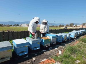Balıkesir’de Son Yağışlar Arıcıları Sevindirdi