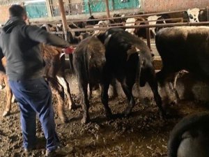Kırklareli’nde 63 Kaçak Büyükbaş Hayvan Yakalandı