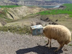 Kafası Tenekeye Sıkışan Koyunu Tamirci Kurtardı