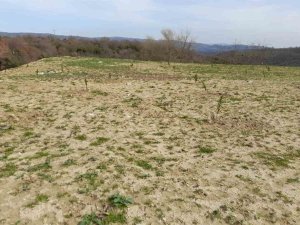 Çöplerin Yerini Zakkum Çiçekleri Alıyor