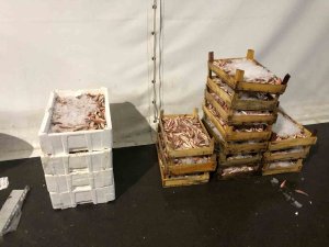 İ̇stanbul’da Su Ürünleri Denetiminde Köpek Balığı Ele Geçirildi