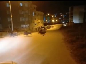 Yerleşim Merkezine İnen Domuz Sürüsü Görüntülendi