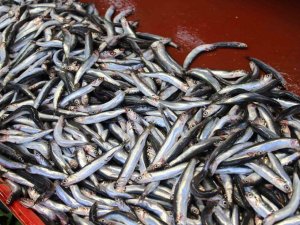 Bolu’da Sezonunun Son Günlerini Yaşayan Hamsi 70 Liradan Satılıyor