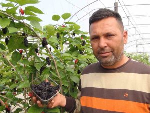 Mersin’de Karadut Hasadı: Kilosu 50 Liradan İhraç Ediliyor