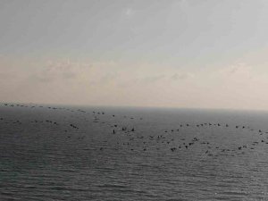 Depremin Vurduğu Hatay’da Göç Eden Turnalardan Görsel Şölen