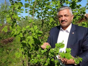 Fındıkta Zirai Don Tehlikesi: Ciddi Rekolte Kaybı Yaşanabilir