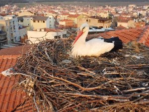 ‘Sağdıç’ Leylek Belediye Binasındaki Yuvasına Kondu