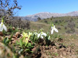 Akdağ’ın Kardelenleri Koruma Altında: Cezası 244 Bin Tl