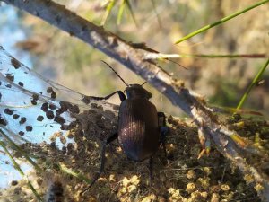 ’Terminatör’ Böcekler İş Başında