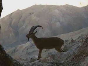 Van’da Nesli Tehlikede Olan Yaban Keçileri Fotokapana Takıldı
