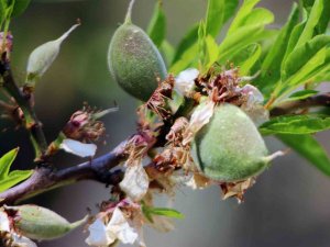 Çağla-bademi Kilosu 100 Liradan Tezgaha İndi