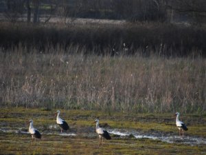 Leylekler Sinop’taki Yuvalarına Gelmeye Başladı