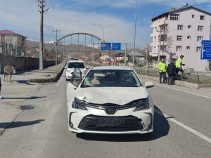 Başı Boş Hayvanlar Kazaya Sebep Oldu