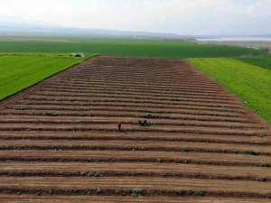 Depremzede Çiftçiler Üretmek İçin Döndü, Tarlalarında Mesaiye Başladı