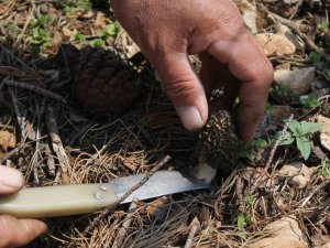 Altın Değerinde: Yanan Ormanlık Alanda Yetişti, Köylüler Her Yerde Onu Arıyor