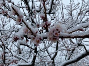 Yozgat’ta Kar Yağışı Etkili Oldu