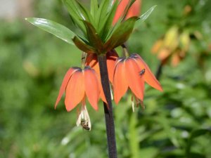 Şırnak’ta ’Ters Laleler’ Kartpostallık Görüntü Oluşturdu