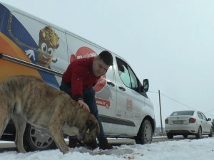 Kar Yağdı, Sokak Hayvanları Unutulmadı