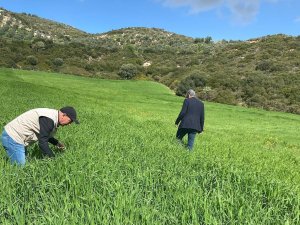 Didim’de Hububat Ekili Araziler Denetlendi