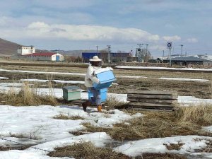 Kafkas Arıları Kışın Bitmesiyle ’Mesailerine’ Başladı
