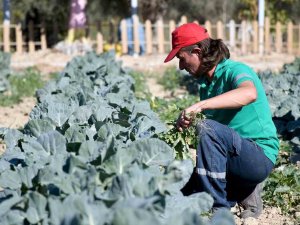 Adabahçe’de Kış Hasadı Devam Ediyor
