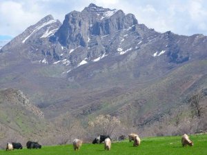 Şırnak’ta Yaylalar Huzura Kavuştu, Vatandaşlar Baharın Tadını Çıkarttı