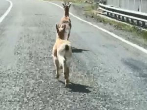 Artvin’de 2 Karaca Karayolunda Koşarken Görüntülendi