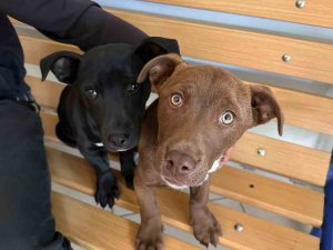 Köpeklerinin Çalındığını Şikayet Etti, 66 Bin 798 Lira Ceza Yedi